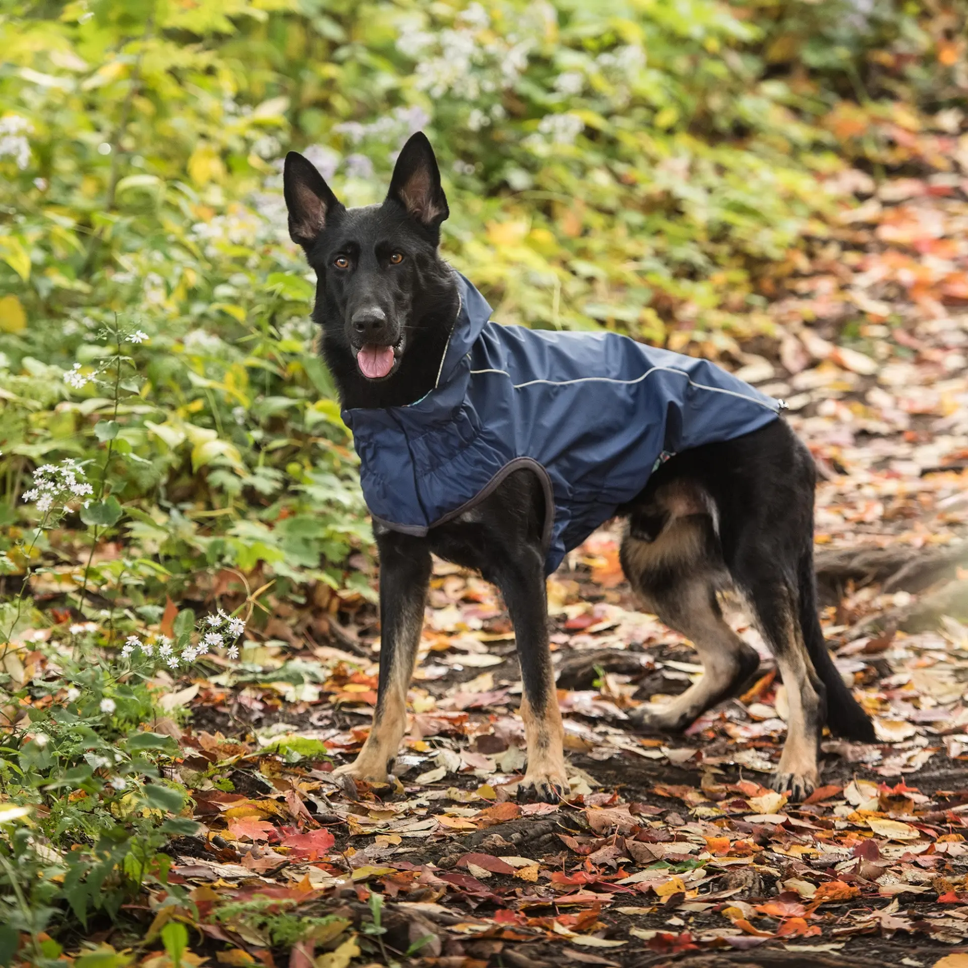 Reversible Dog Raincoat with Hood - Navy - Image 6