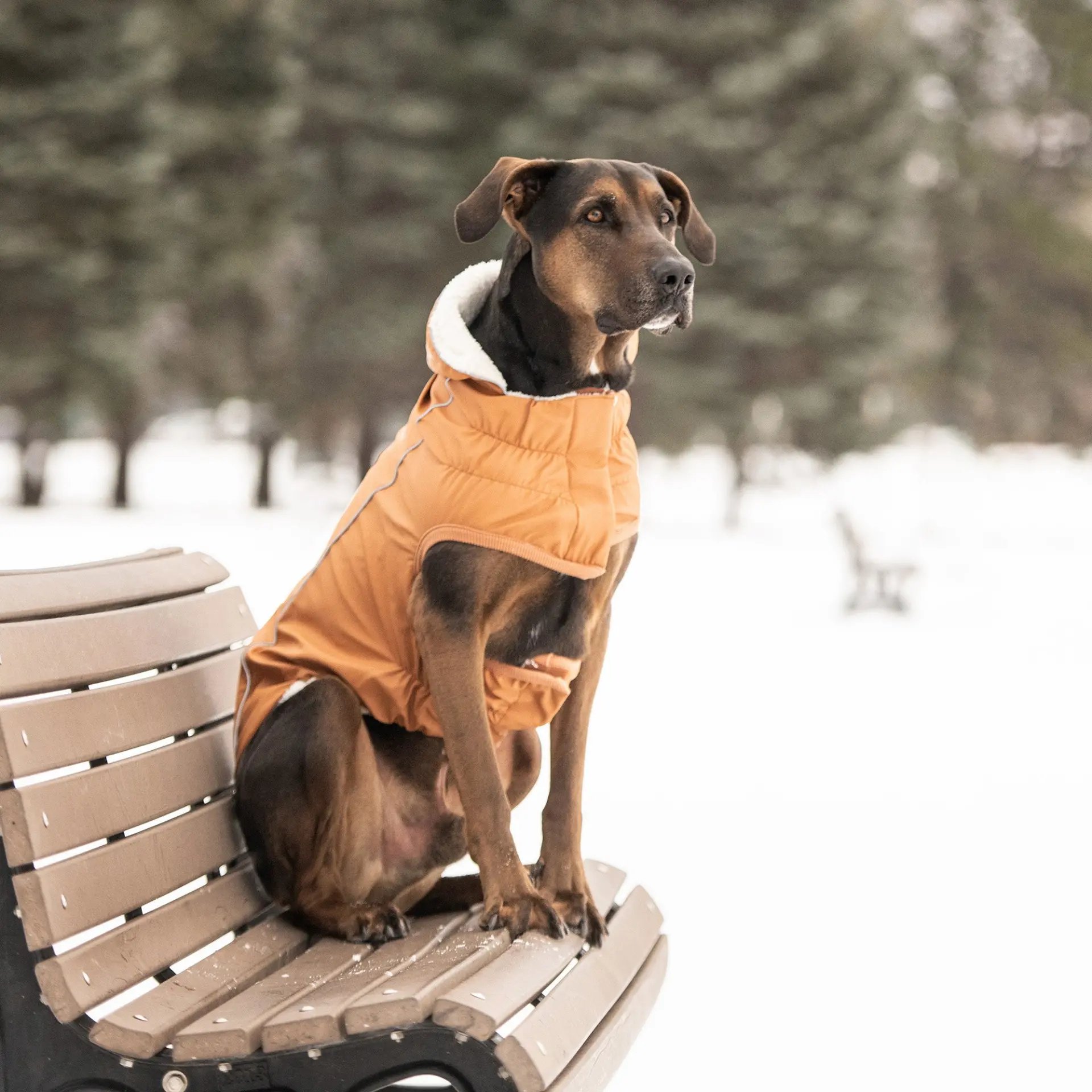 Insulated Dog Raincoat - Hazel - Image 5